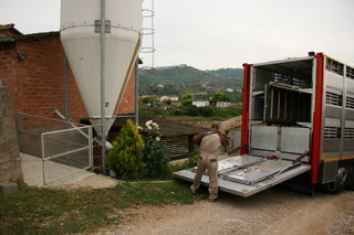 La carga de 82 cerdos de 100 kilogramos se llevó a cabo en una granja cerca de Cardona, en la Catalunya central.