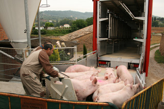 Los protagonistas: pasajeros de cuatro patas y unos 100 kilogramos de peso que llenarán la jaula ganadera.