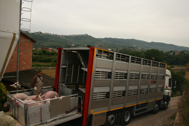 El elevador hidráulico es un complemento vital para la carga de los animales.