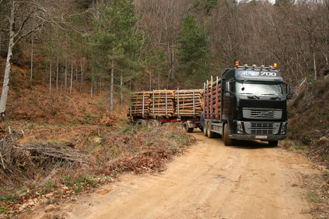 Sorprende la maniobrabilidad de estos pesados trenes de carretera de 57 toneladas a través de las pistas forestales.